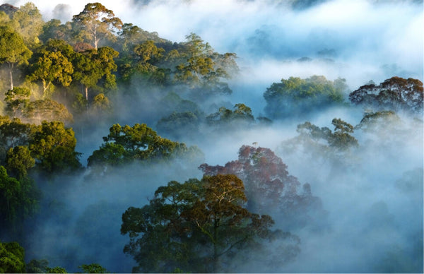 Threats to Rainforests – Rainforest Trust